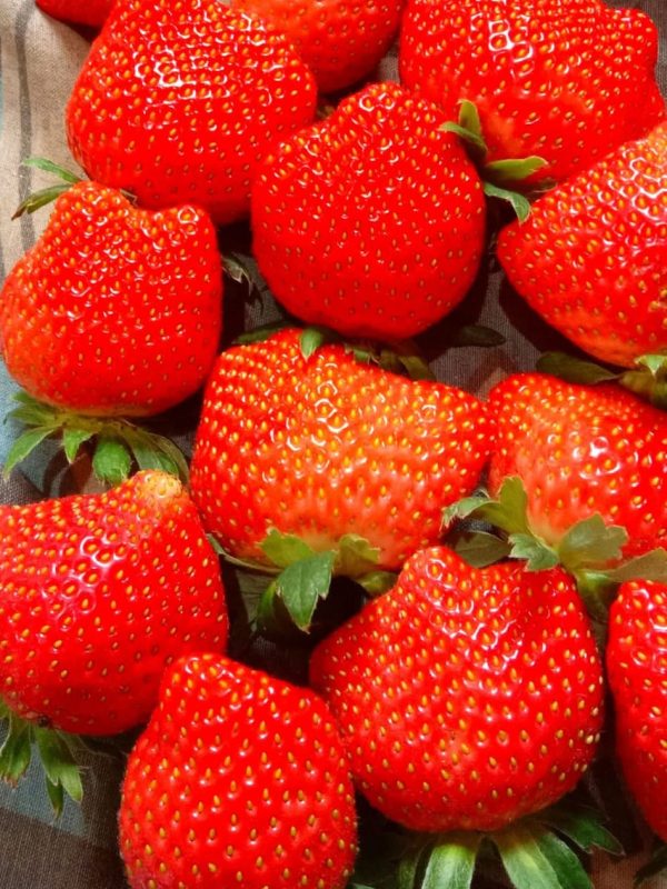 Fruits Review (1)