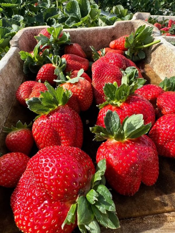 Fruits Review (7)