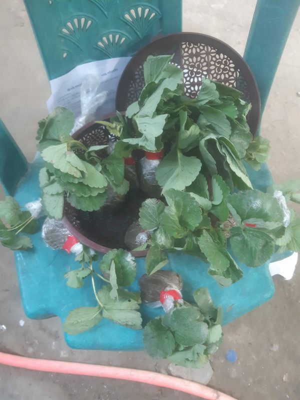 Plant -review (1)