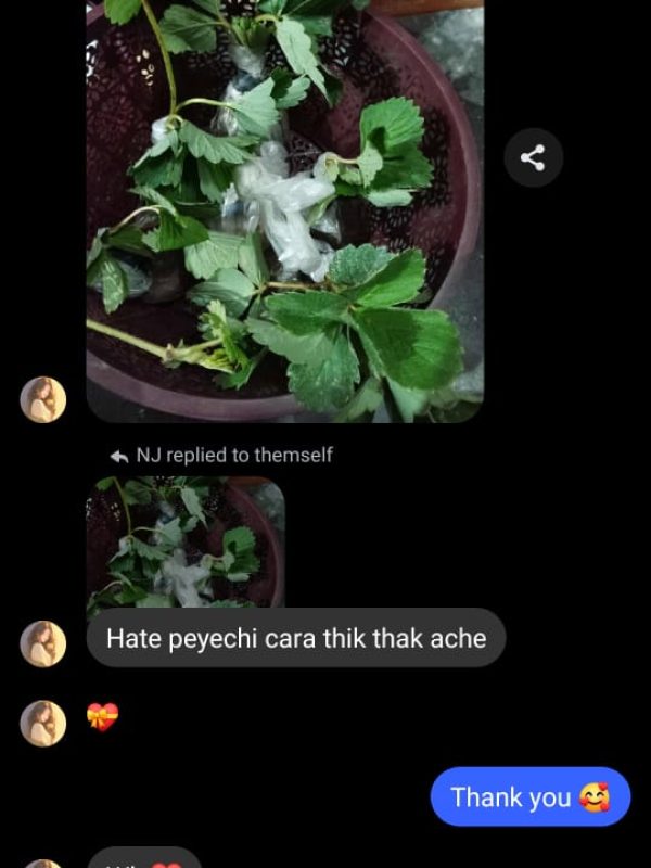 Plant -review (13)