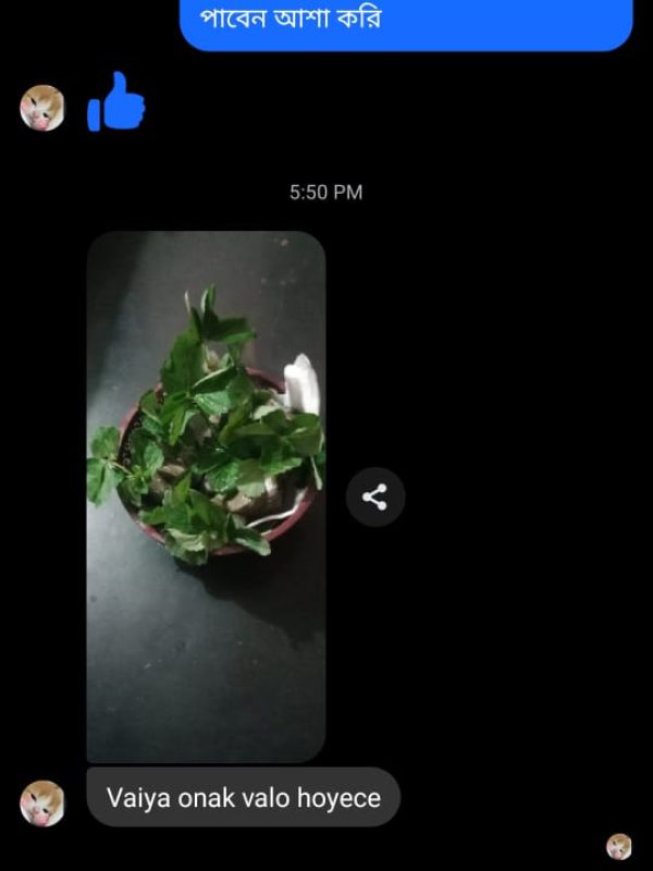 Plant -review (14)