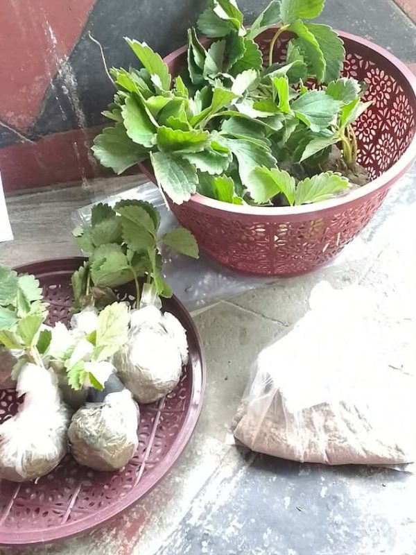 Plant -review (2)