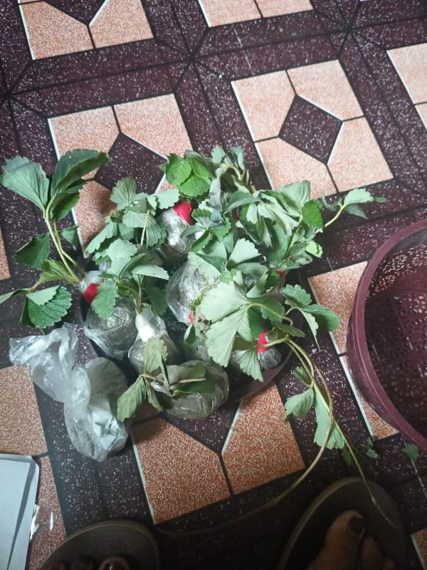 Plant -review (3)