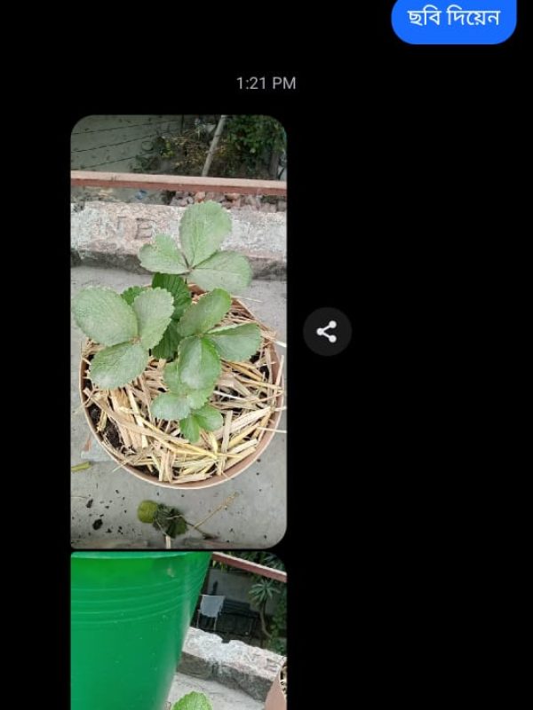 Plant -review (4)