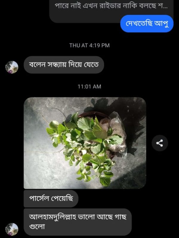 Plant -review (7)