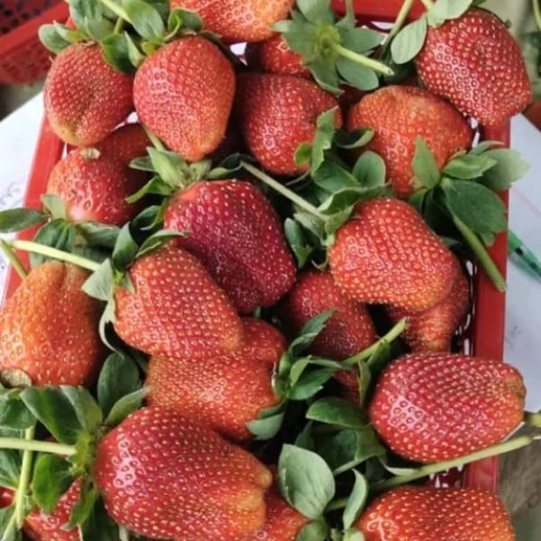 Straberry-fruits (3)