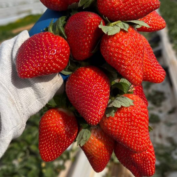 Straberry-fruits (5)