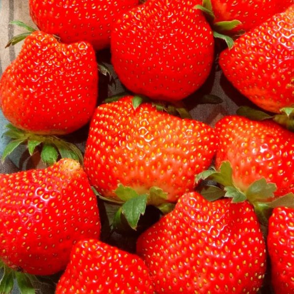 Straberry-fruits (6)