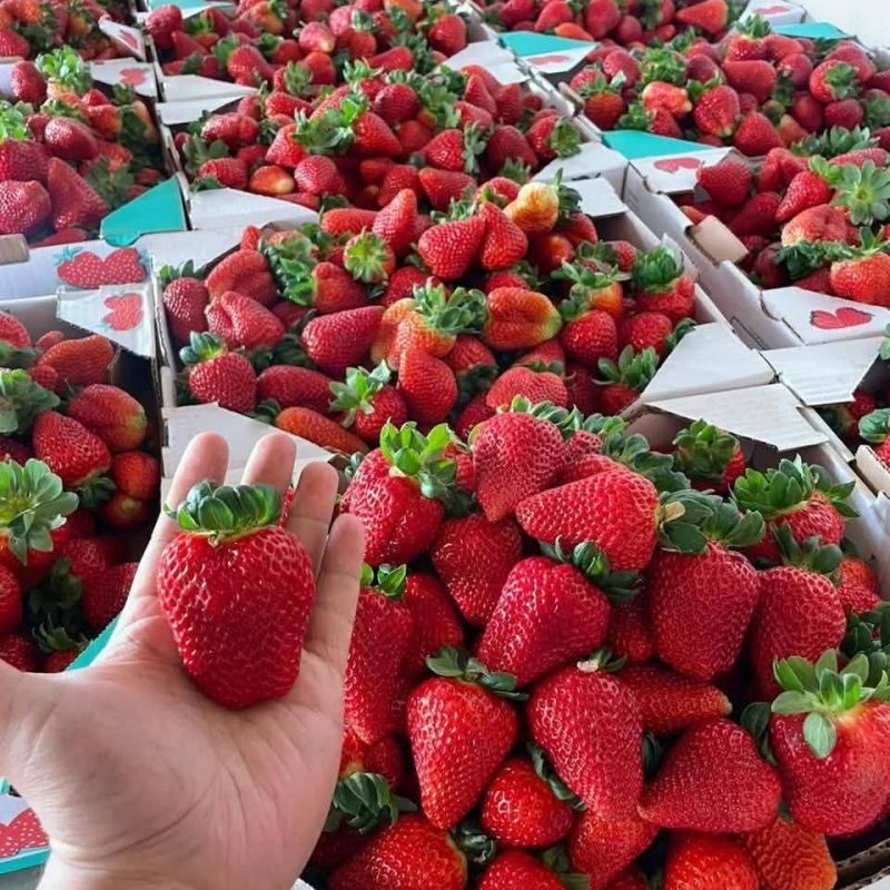 Straberry-fruits (7)